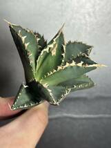 多肉植物　【特選】　アガベ　agave titanota チタノタ『狼人』　4_画像7