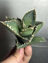 多肉植物　【特選】　アガベ　agave titanota チタノタ『狼人』　8_画像5
