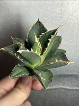 多肉植物　【特選】　アガベ　agave titanota チタノタ『狼人』　10_画像4