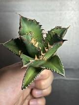 多肉植物　【特選】　アガベ　agave titanota チタノタ『レッドキャットウィーズル 』　1_画像6