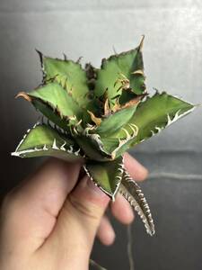 多肉植物　【特選】　アガベ　agave titanota チタノタ『レッドキャットウィーズル 』　5