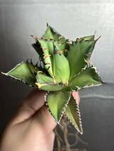 多肉植物　【特選】　アガベ　agave titanota チタノタ『レッドキャットウィーズル 』　5_画像6