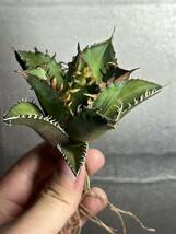 多肉植物　【特選】　アガベ　agave titanota チタノタ『レッドキャットウィーズル 』　6_画像1