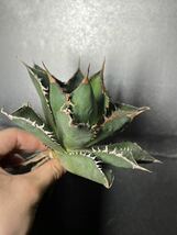 多肉植物　【特選】　アガベ　agave titanota チタノタ『海王』　1_画像6