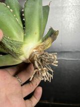 多肉植物　【特選】　アガベ　agave titanota チタノタ『海王』　3_画像8