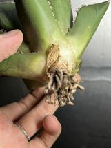 多肉植物　【特選】　アガベ　agave titanota チタノタ『海王』　5_画像7