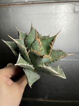 多肉植物　【特選】　アガベ　agave titanota チタノタ『海王』　6_画像3