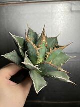 多肉植物　【特選】　アガベ　agave titanota チタノタ『海王』　6_画像2