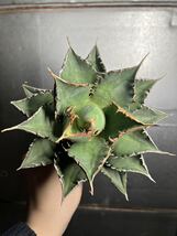 多肉植物　【特選】　アガベ　agave titanota チタノタ『海王』　7_画像1