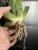 多肉植物　【特選】　アガベ　agave titanota チタノタ『海王』　8_画像7