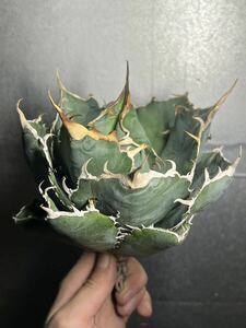 多肉植物　【特選】　アガベ　agave titanota チタノタ『白鯨』　3