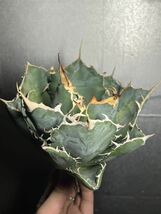 多肉植物　【特選】　アガベ　agave titanota チタノタ『白鯨』　3_画像3