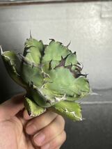 多肉植物　【特選】　アガベ　agave titanota チタノタ『黑鯨』　1_画像4