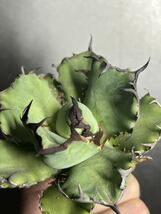 多肉植物　【特選】　アガベ　agave titanota チタノタ『黑鯨』　1_画像6