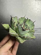 多肉植物　【特選】　アガベ　agave titanota チタノタ『黑鯨』　5_画像2