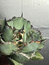 多肉植物　【特選】　アガベ　agave titanota チタノタ『黑鯨』　10_画像4