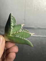 多肉植物　【特選】　アガベ　agave titanota チタノタ『南アフリカダイヤモンド』　2_画像5