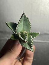 多肉植物　【特選】　アガベ　agave titanota チタノタ『南アフリカダイヤモンド』　4_画像5