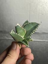 多肉植物　【特選】　アガベ　agave titanota チタノタ『南アフリカダイヤモンド』　4_画像4