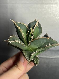 多肉植物　【特選】　アガベ　agave titanota チタノタ『狼人』　2