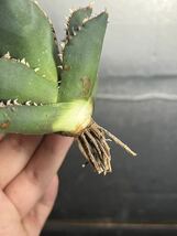 多肉植物　【特選】　アガベ　agave titanota チタノタ『狼人』　3_画像7