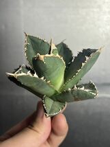 多肉植物　【特選】　アガベ　agave titanota チタノタ『狼人』　4_画像3