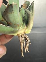 多肉植物　【特選】　アガベ　agave titanota チタノタ『狼人』　5_画像7