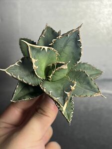 多肉植物　【特選】　アガベ　agave titanota チタノタ『狼人』　5