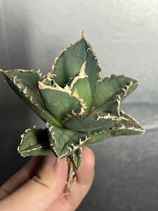 多肉植物　【特選】　アガベ　agave titanota チタノタ『狼人』　6