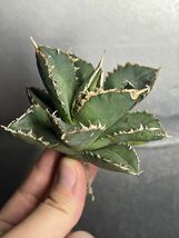 多肉植物　【特選】　アガベ　agave titanota チタノタ『狼人』　6_画像5