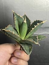 多肉植物　【特選】　アガベ　agave titanota チタノタ『狼人』　7_画像7