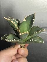 多肉植物　【特選】　アガベ　agave titanota チタノタ『狼人』　7_画像6