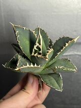 多肉植物　【特選】　アガベ　agave titanota チタノタ『狼人』　7_画像4