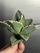多肉植物　【特選】　アガベ　agave titanota チタノタ『狼人』　7_画像2