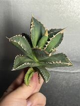 多肉植物　【特選】　アガベ　agave titanota チタノタ『狼人』　10_画像1