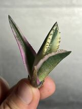 多肉植物　【特選】　アガベ　agave titanota チタノタ『スナグルトゥース』　1_画像3