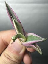 多肉植物　【特選】　アガベ　agave titanota チタノタ『スナグルトゥース』　5_画像3
