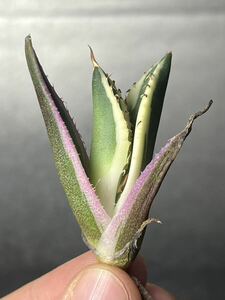 多肉植物　【特選】　アガベ　agave titanota チタノタ『スナグルトゥース』　7