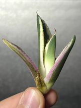 多肉植物　【特選】　アガベ　agave titanota チタノタ『スナグルトゥース』　8_画像1