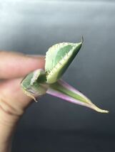 多肉植物　【特選】　アガベ　agave titanota チタノタ『スナグルトゥース』　10_画像5