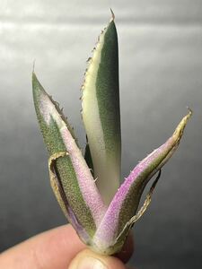 多肉植物　【特選】　アガベ　agave titanota チタノタ『スナグルトゥース』　10