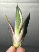 多肉植物　【特選】　アガベ　agave titanota チタノタ『スナグルトゥース』　10_画像2