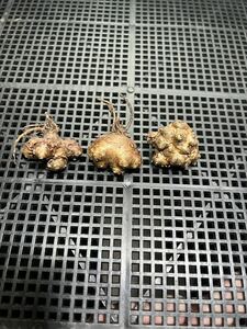 　多肉植物サボテン塊根植物 貴重　オトンナ カカリオイデス 5年【実生】　3株セット　発根済 5