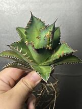 多肉植物　【特選】　アガベ　agave titanota チタノタ『レッドキャットウィーズル 』　1_画像3