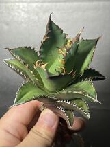 多肉植物　【特選】　アガベ　agave titanota チタノタ『レッドキャットウィーズル 』　3_画像1