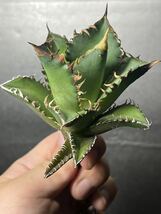 多肉植物　【特選】　アガベ　agave titanota チタノタ『レッドキャットウィーズル 』　4_画像3