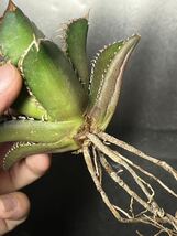 多肉植物　【特選】　アガベ　agave titanota チタノタ『レッドキャットウィーズル 』　4_画像7