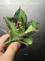 多肉植物　【特選】　アガベ　agave titanota チタノタ『レッドキャットウィーズル 』　5_画像1