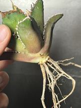 多肉植物　【特選】　アガベ　agave titanota チタノタ『レッドキャットウィーズル 』　6_画像8