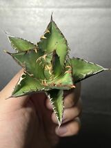 多肉植物　【特選】　アガベ　agave titanota チタノタ『レッドキャットウィーズル 』　9_画像5